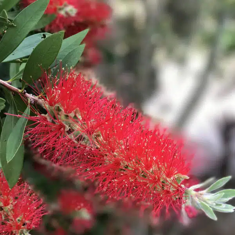 Buy Seeded Paper A4 (weeping bottlebrush) (Pack of 20 sheets